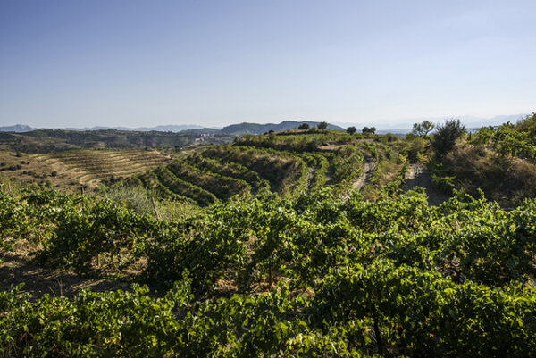 The Gratavinum Vineyards - Priorat